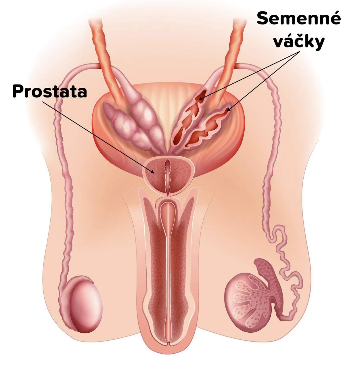 Odkud pochází ejakulát